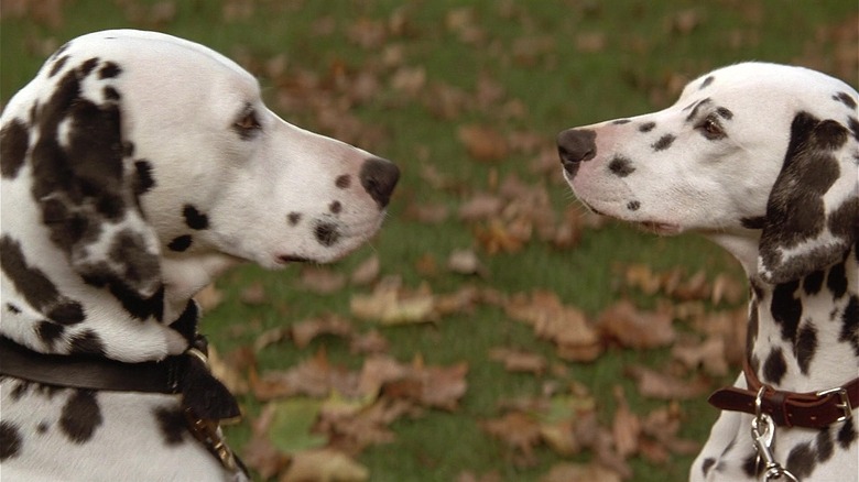 Pongo Perdita Anita Roger Meet Cute