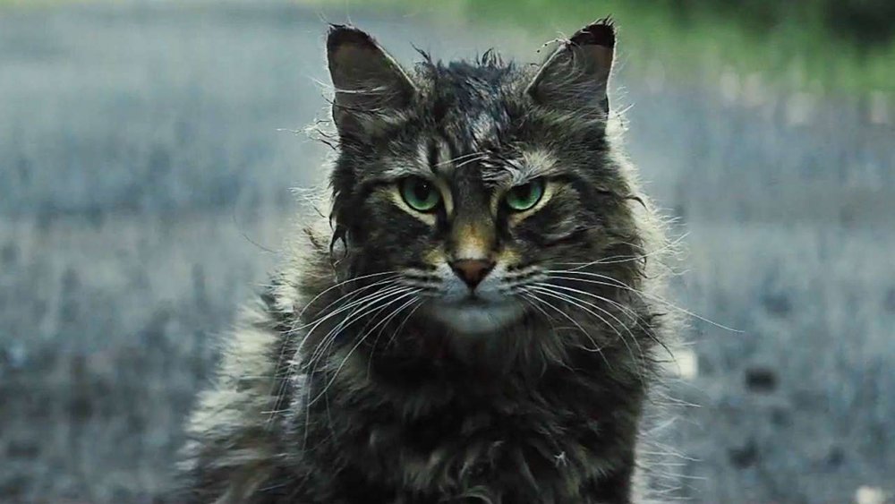 The cat from Pet Sematary