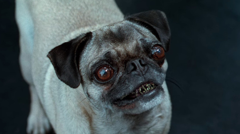 Frank the Pug shows off his terrible teeth