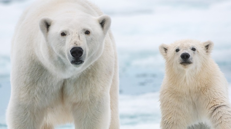 A polar bear mother and cub