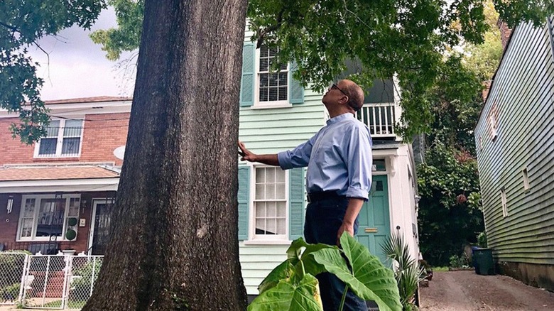 Jeffrey Robinson inspecting a tree