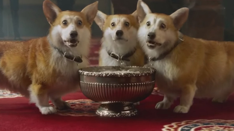 The BFG farting corgis