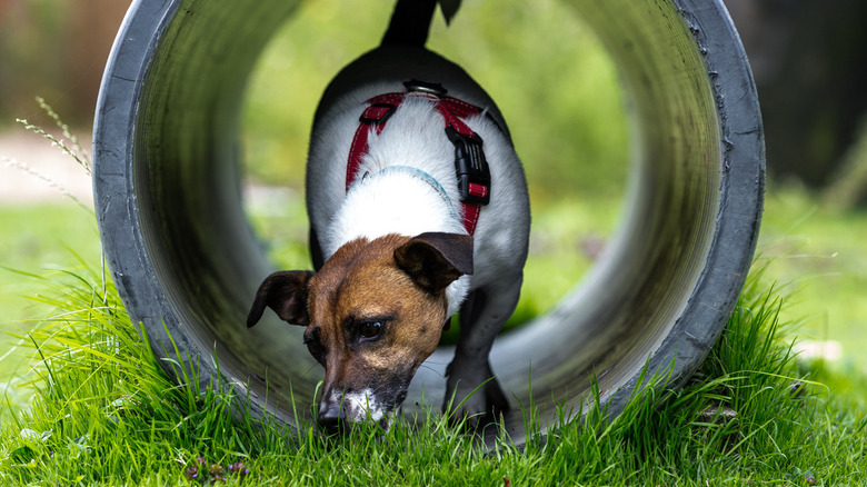 Puppy running through pipe