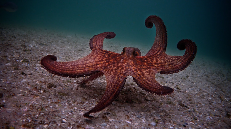 Red octopus on ocean floor