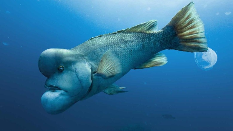 A wrasse swimming