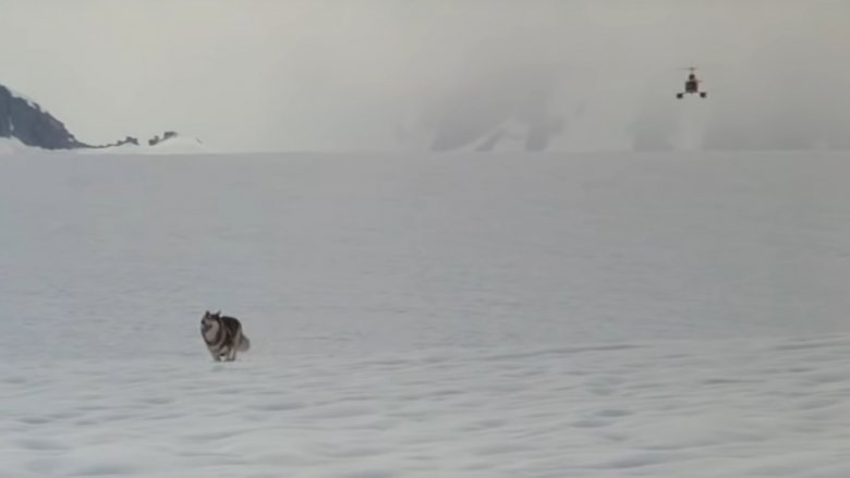 Dog runs on snow chased by helicopter