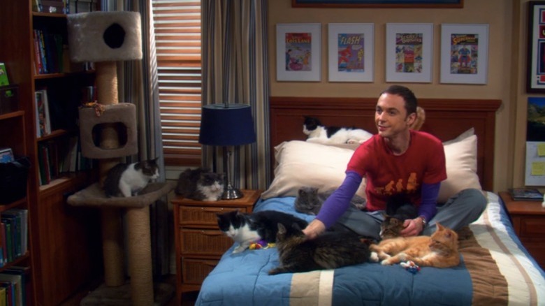 Sheldon with many cats