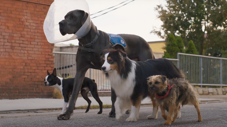 Bug, Hunter, Maggie, and Reggie walking