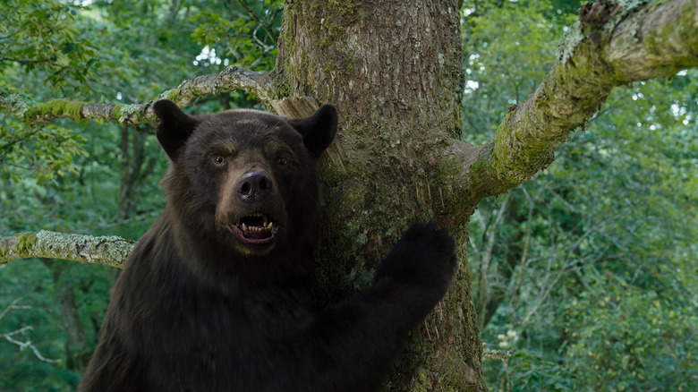 The bear holding a tree