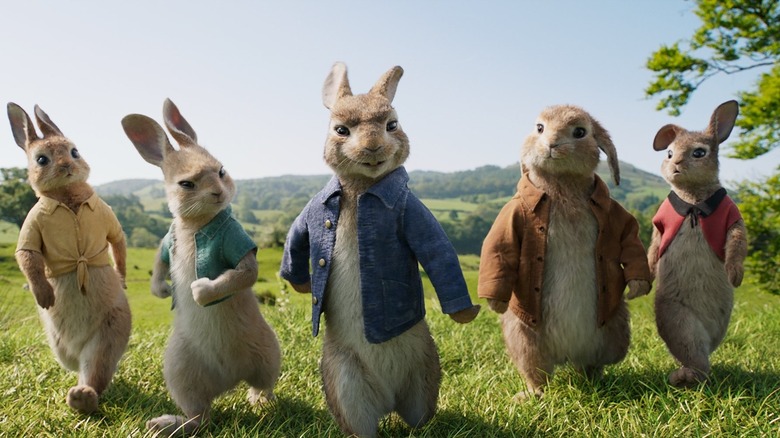 Peter and bunnies in field