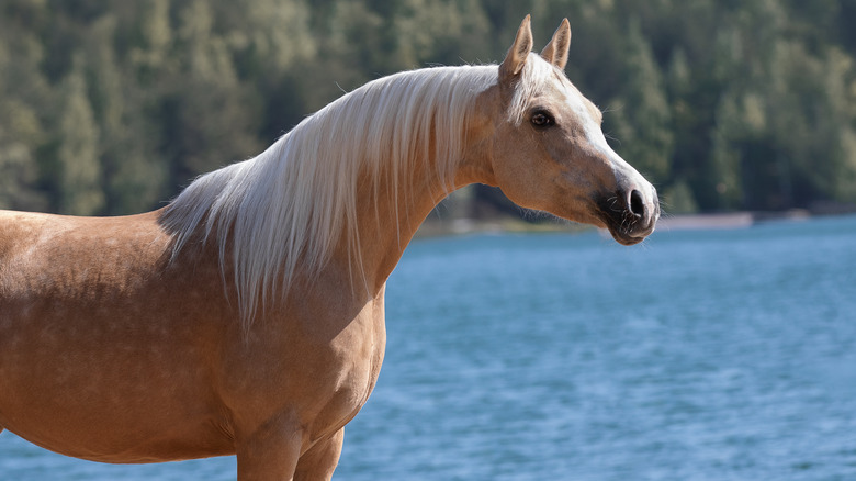 A Palomino horse stretching