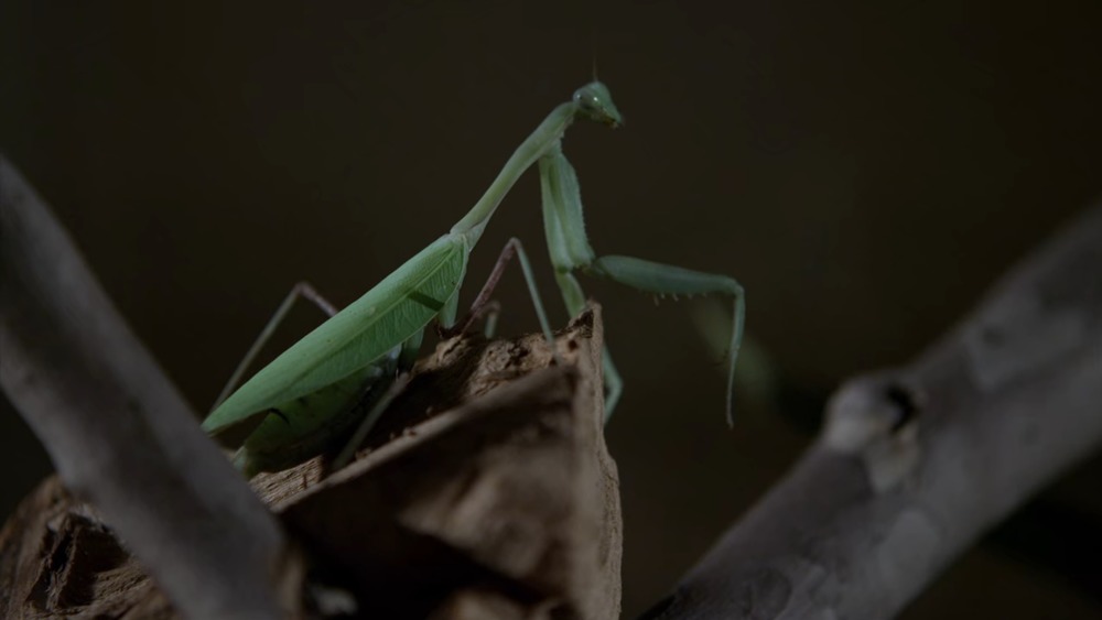 A praying mantis from the Criminal Minds episode "The Inspiration"