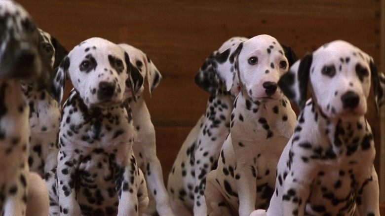 The dalmatian puppies in the 1996 film