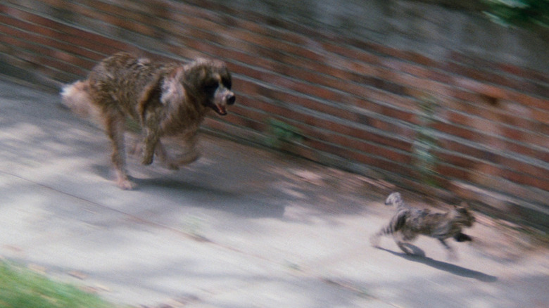 Cujo chasing tomcat through streets of town