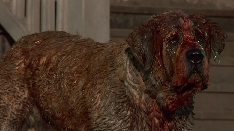 Blood-soaked Cujo approaching Donna