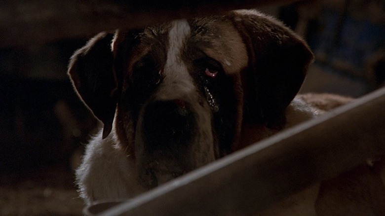 Tear-eyed Cujo looking through wooden posts