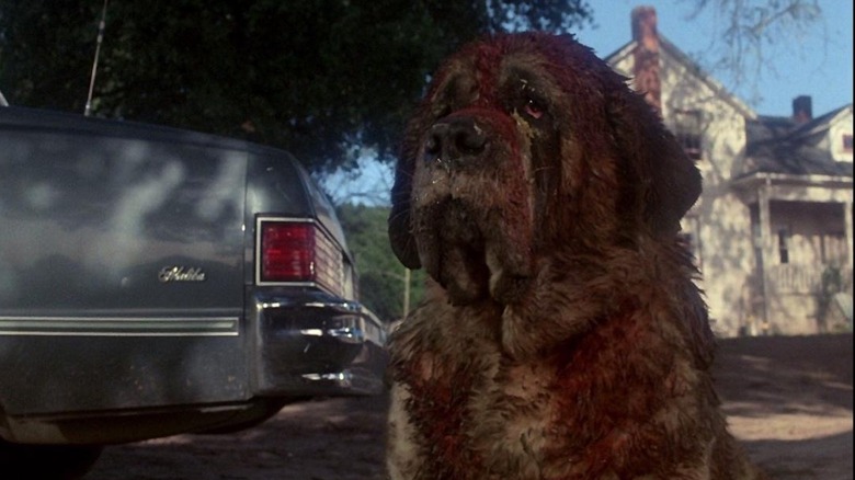 Bloodied Cujo sitting outside Pinto