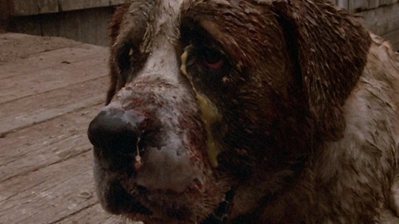 Grime-covered Cujo menacing Gary