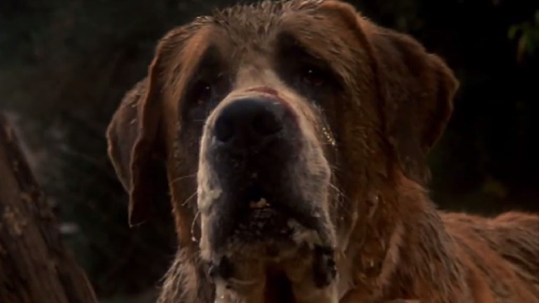 Dirtied Cujo approaching Gary