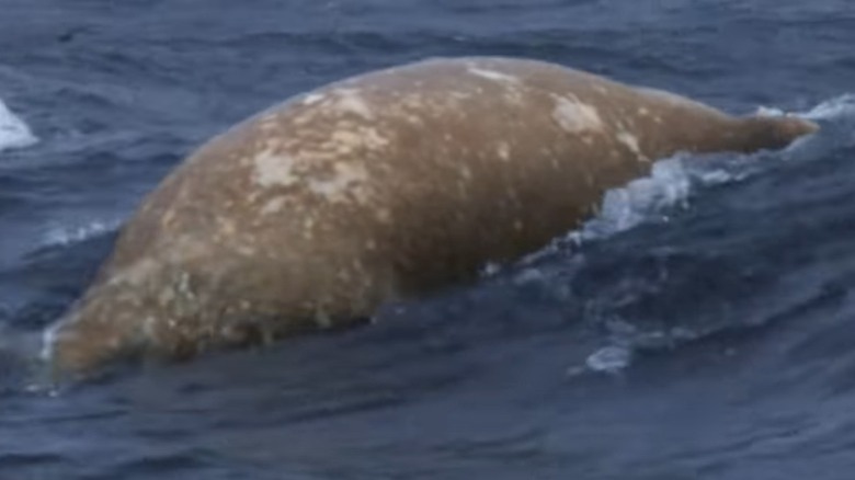 Walrus carcass at sea