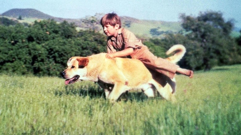 Tommy Kirk with Old Yeller