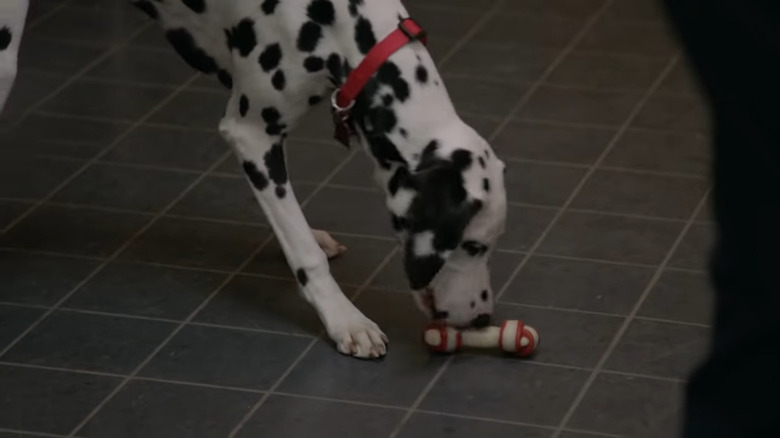 what happened to the dog on chicago fire