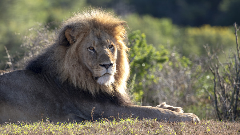 A resting lion