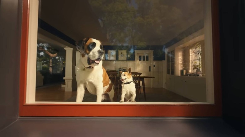 Dogs looking through window