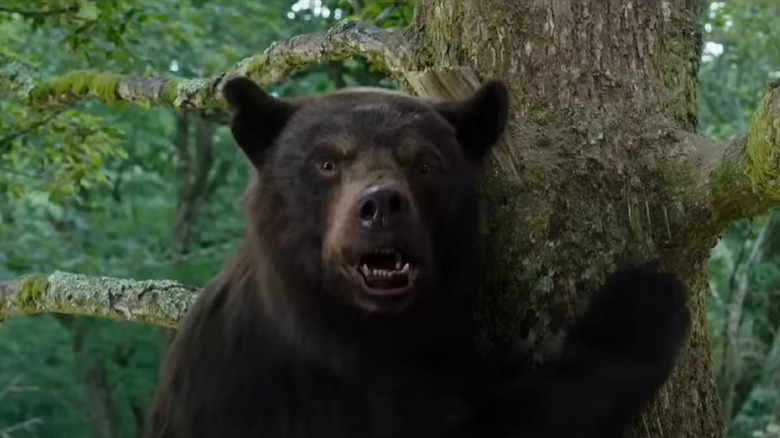 Explainer: Black bear or brown bear?