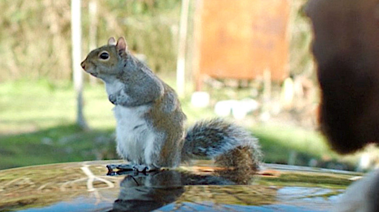 Kevin Hart's squirrel friend