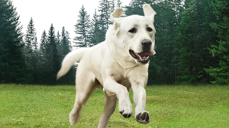 Gonker running through the woods