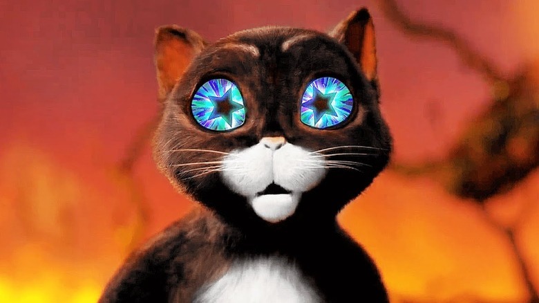 Kitty with stars in her eyes