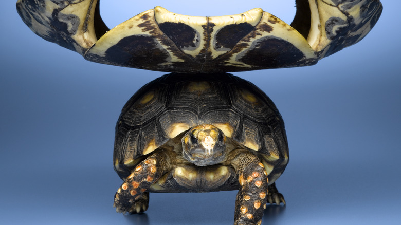 Turtle shell on top of turtle