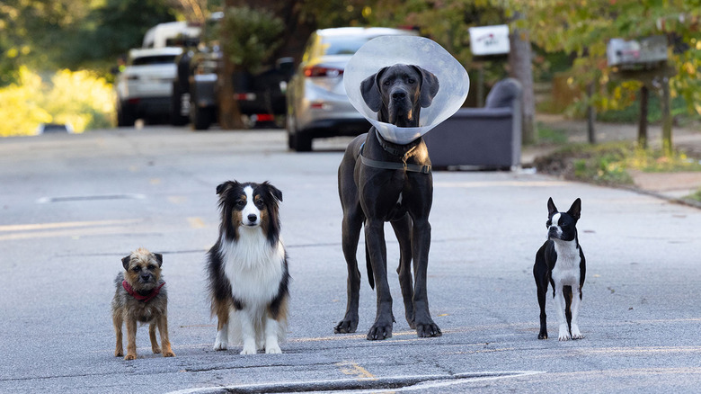 The dogs walking to Doug's house