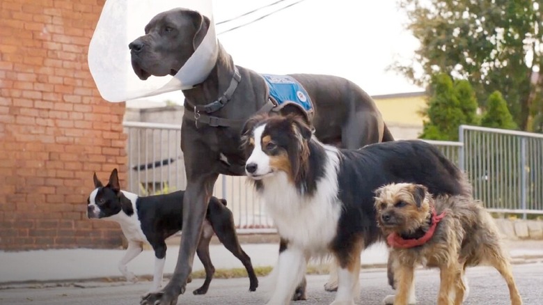 The dogs walking towards their destination