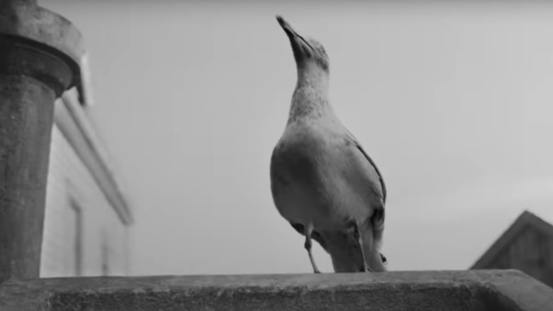 The seagull in The Lighthouse