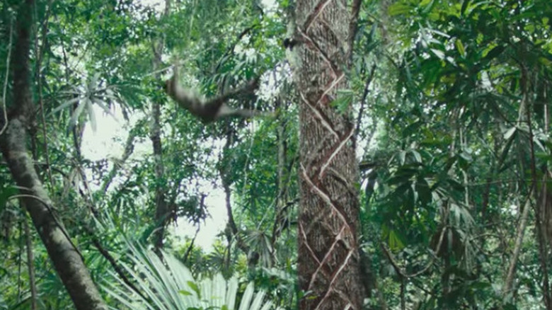 Worker falling from tree