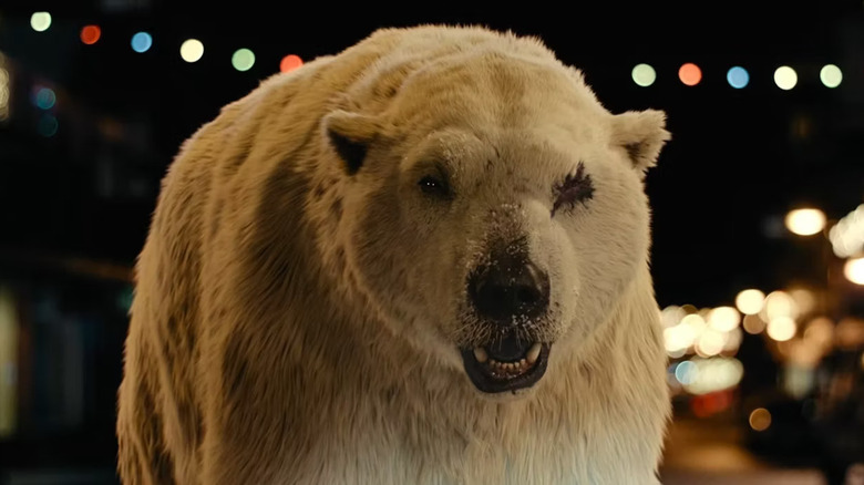 One-eyed polar bear roars