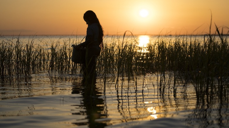 Kya stands in silhouette among the reeds at sunset