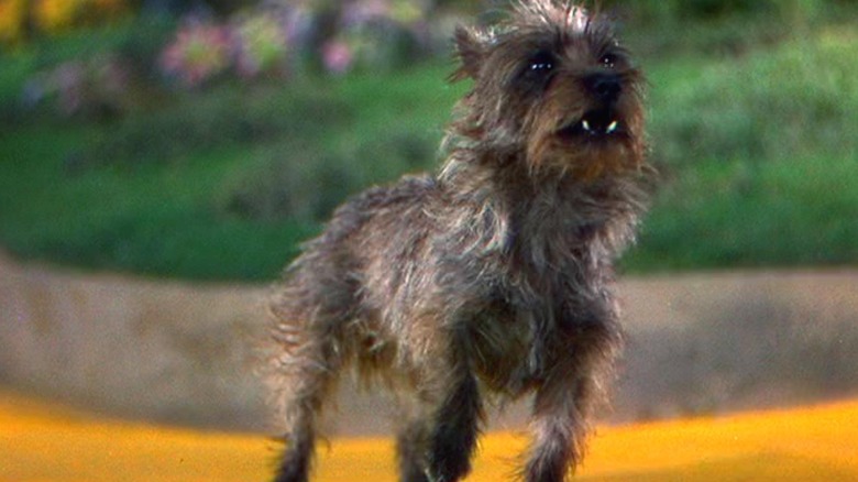 Toto running on the Yellow-brick road