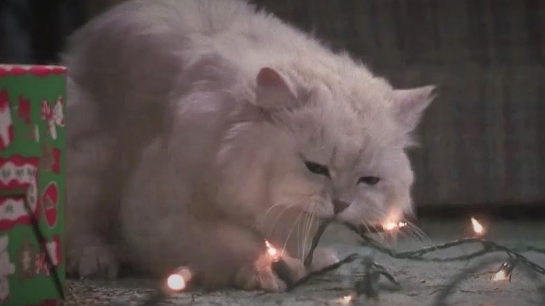 Cat in Christmas Vacation