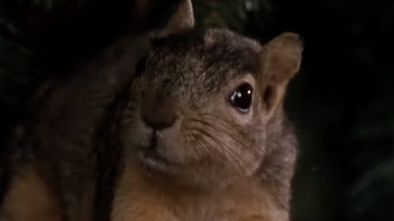 Squirrel in "Christmas Vacation"