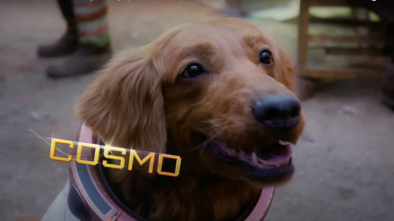 Cosmo the Spacedog smiling 