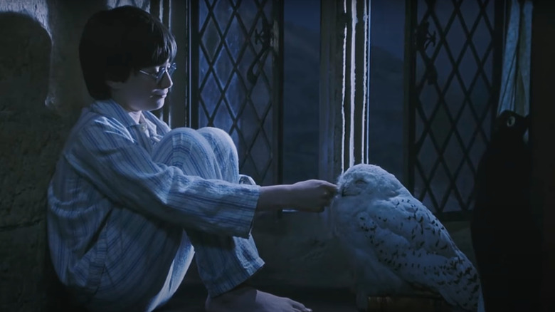 Harry Potter petting Hedwig at window