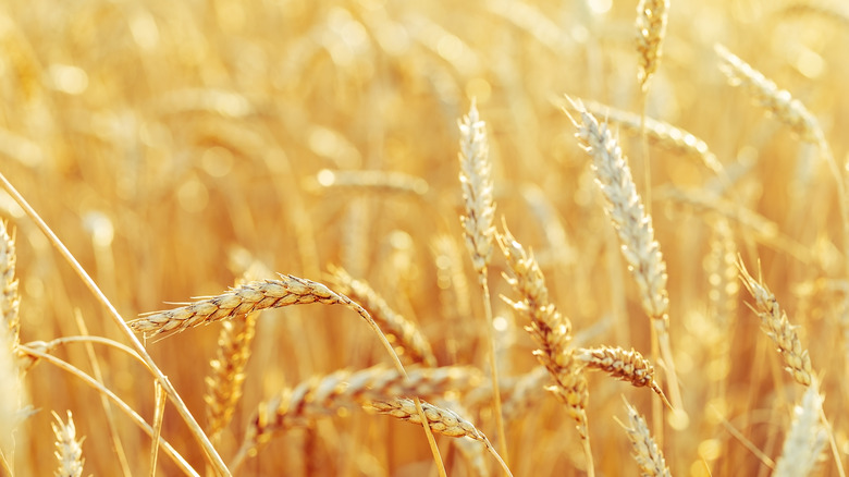 Wheat fields 