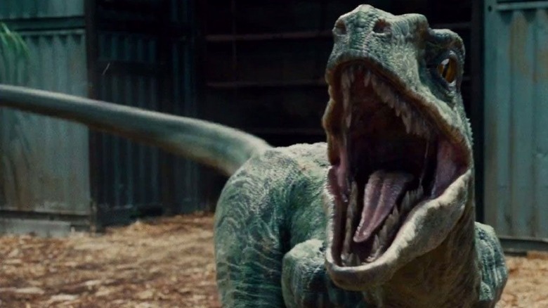 Blue the Velociraptor in Jurassic World