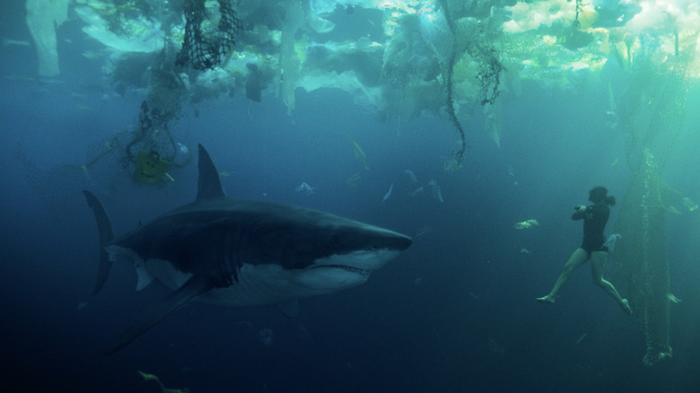 Shark staring person underwater