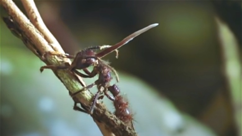 An ant with cordyceps climbing on branch