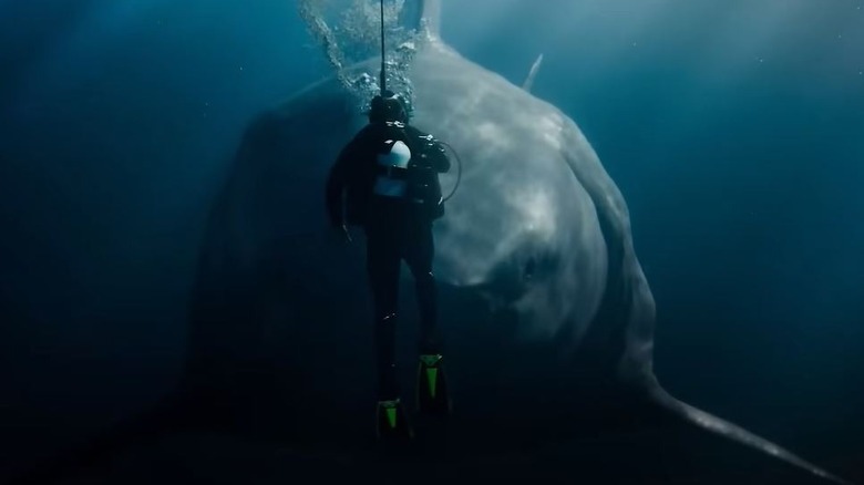 Diver looking at the Meg