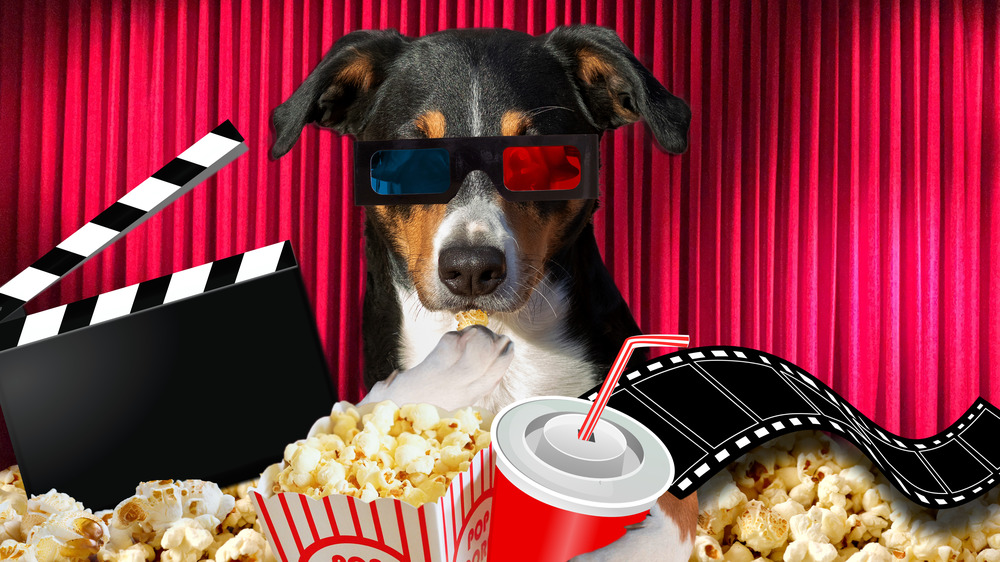 Dog watches movie